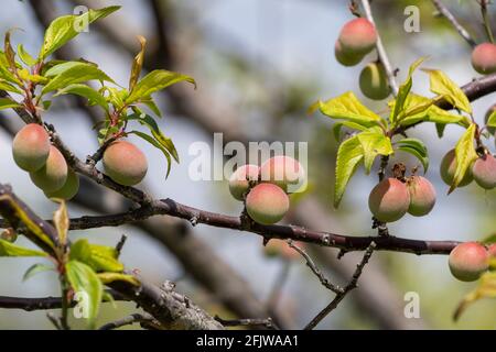 Unreife japanische Pflaumenfrüchte, Stadt Isehara, Präfektur Kanagawa, Japan Stockfoto