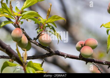 Unreife japanische Pflaumenfrüchte, Stadt Isehara, Präfektur Kanagawa, Japan Stockfoto