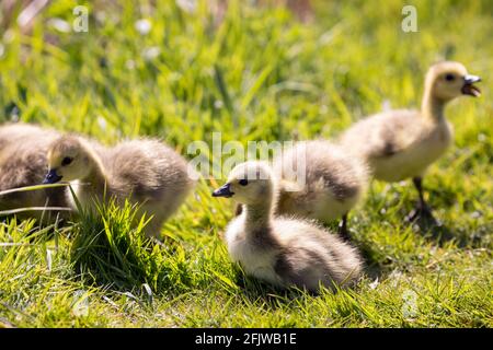 Familie junger Kanadagans mit neu geschlüpften Gänsen Stockfoto