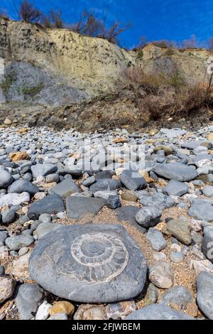 Ein versteinerte Ammonit am Monmouth Beach bei Lyme Regis, Dorset, England Stockfoto