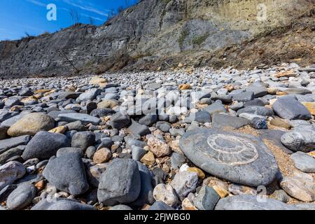 Ein versteinerte Ammonit am Monmouth Beach bei Lyme Regis, Dorset, England Stockfoto