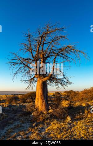 Einzelner Baobab-Baum bei Sonnenaufgang auf Kubu Island Stockfoto