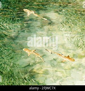 Schwarzspitzenriffhaie (Carcharhinus melanopterus) im Indischen Ozean vor den Malediven. Die Haie bewegen sich zwischen einem Schwarm von Fischen. Stockfoto