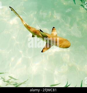 Schwarzspitzenriffhai (Carcharhinus melanopterus), der vor Bandos Island im Indischen Ozean schwimmt. Stockfoto