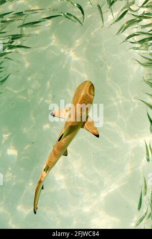 Schwarzspitzenriffhai (Carcharhinus melanopterus), der vor Bandos Island im Indischen Ozean schwimmt. Stockfoto