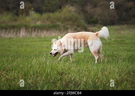 Der weiße Mongrel-Hund spaziert im Park. Ein Halbbrüter weißer Schweizer Schäferhund geht an der frischen Luft und kaut Gras. Stockfoto