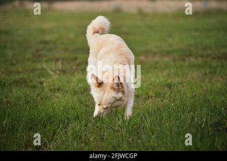 Der weiße Mongrel-Hund spaziert im Park. Ein Halbbrüter weißer Schweizer Schäferhund geht an der frischen Luft und kaut Gras. Stockfoto