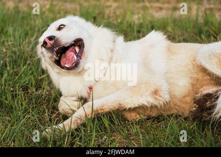 Das glückliche Gesicht eines Mongrels. Halbbrüten weißen Schweizer Schäferhund liegt in grünem Gras kratzen den Rücken und genießen das Leben. Hundefalter spaziert im Park in Th Stockfoto