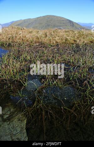 Frosch laicht im Bergbecken auf dem Gipfel von Moelwyn Bach, Croesor, Wales Stockfoto