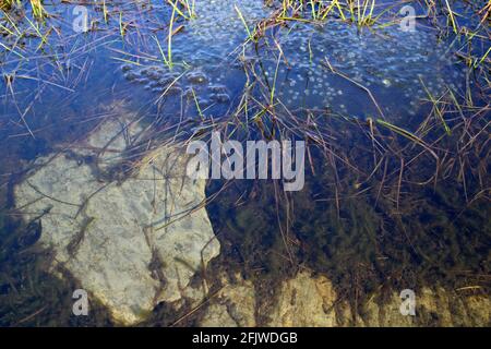 Frosch laicht im Bergbecken auf dem Gipfel von Moelwyn Bach, Croesor, Wales Stockfoto