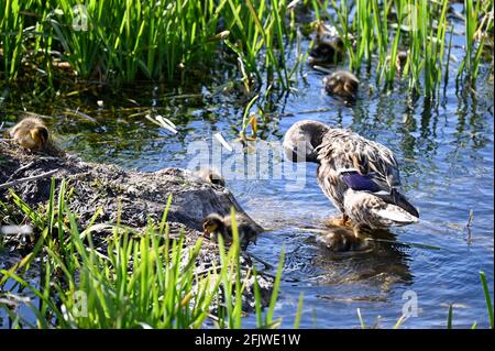 Kent, Großbritannien. Ein klarer, sonniger Tag mit Temperaturen von bis zu 11 Grad. Eine mallardische Ente (Anas platrhynchos) wacht über ihre Entlein. River Cray, Foots Cray Meadows, Sidcup. Kredit: michael melia/Alamy Live Nachrichten Stockfoto