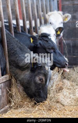 Rinderrinder, die Heu hinter Futterbarrieren auf einer Hügelfarm in den Yorkshire Dales, Großbritannien, fressen. Stockfoto