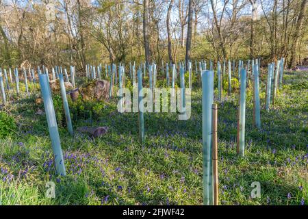 Baumwächter, die junge Bäume mit dazwischen blühenden Bluebellen auf einer Plantage in Binfield Heath, Oxfordshire, England, schützen Stockfoto