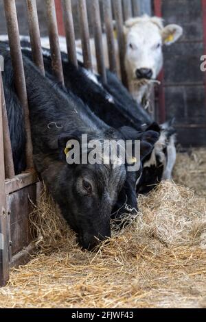 Rinderrinder, die Heu hinter Futterbarrieren auf einer Hügelfarm in den Yorkshire Dales, Großbritannien, fressen. Stockfoto