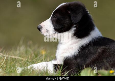 Border Collie Schafhund Welpen saß im Gras auf einem Feld, North Yorkshire, Großbritannien. Stockfoto