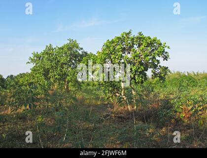 Cashew-Bäume (Anacardium occidentale) wachsen im Hain Seima, Kambodscha Januar Stockfoto