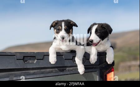 Ein Paar Border Collie Welpen saßen auf der Rückseite eines Farmwagens, North Yorkshire, Großbritannien Stockfoto