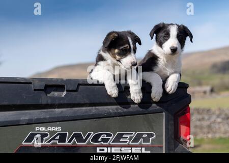 Ein Paar Border Collie Welpen saßen auf der Rückseite eines Farmwagens, North Yorkshire, Großbritannien Stockfoto