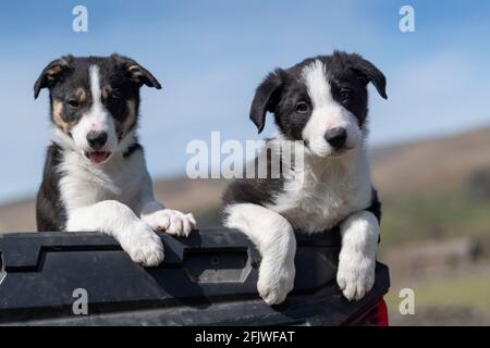 Ein Paar Border Collie Welpen saßen auf der Rückseite eines Farmwagens, North Yorkshire, Großbritannien Stockfoto