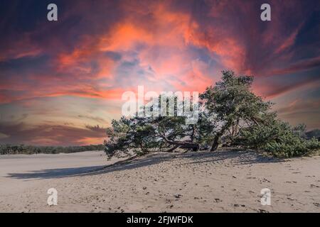 Farbenfrohe, dramatische Sonnenuntergänge im Soester Dunes Nature Reserve in den Niederlanden, ein Sanddrift, der von verstreuten Gruppen von Nadelbäumen überwuchert wird Stockfoto