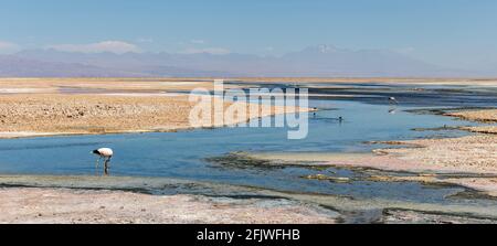 Wunderschöne Landschaft der Lagune von Chaxa mit Spiegelung der Umgebung und blauem Himmel im Salar von Atacama, Chile Stockfoto