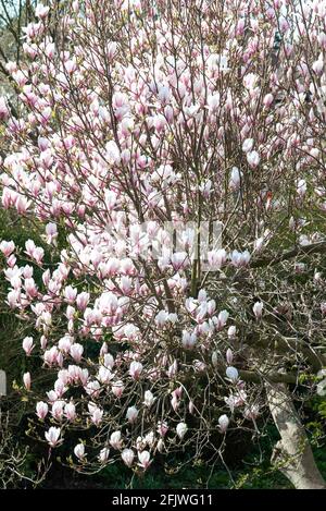 Magnolienbaum blüht im Frühling im Garten Reading, in der englischen Grafschaft, England Stockfoto