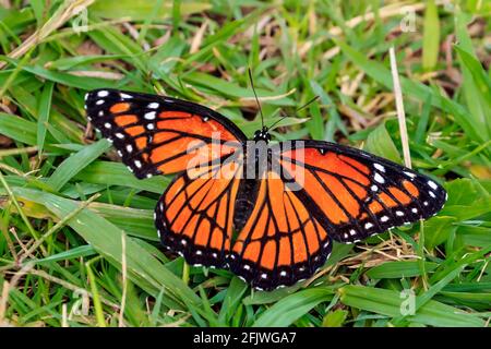 Vizekönig-Schmetterling (Limenitis archippus) auf grünem Gras Stockfoto