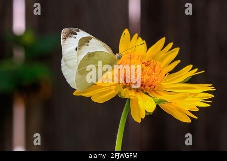 Kleiner weißer Schmetterling (Pieris rapae), der auf einer gelben Blume thront. Stockfoto