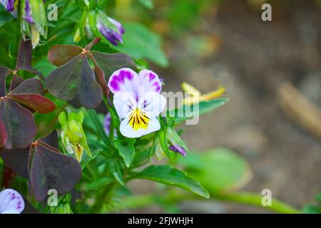 Blumen einer Pflanze Stiefmütterchen Nahaufnahme. Gartenblumen im Blumenbeet. Stockfoto