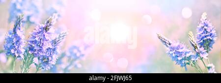Sommerhintergrund - wilde blaue Blumen auf einem hellen pastellfarbenen Hintergrund. Ein magisches künstlerisches Bild. Weicher, selektiver Fokus. Stockfoto