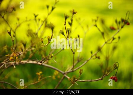Alte rote Weißdornbeeren auf einem Frühlingsbuschzweig mit frischen jungen Blättern. Stockfoto