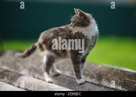 Schildkrötenkater spaziert im Frühlingsgarten auf dem alten Schieferblatt. Stockfoto
