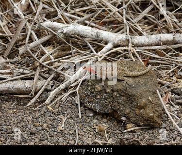 Floreana Lava-Eidechse, weiblich, leuchtend orangefarbenes Gesicht, Microlophus greyii, langer Schwanz, Reptil, endemisch, Tierwelt, Tier, auf Lavagestein, Portrait, South Ame Stockfoto