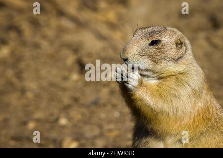 Black-tailed-Paririeshund (Cynomys ludovicianus) im Cotswold Wildlife Park and Gardens, Burford, Oxfordshire Stockfoto