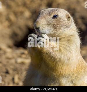 Black-tailed-Paririeshund (Cynomys ludovicianus) im Cotswold Wildlife Park and Gardens, Burford, Oxfordshire Stockfoto