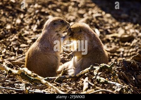 Black-tailed-Paririeshunde (Cynomys ludovicianus) im Cotswold Wildlife Park and Gardens, Burford, Oxfordshire Stockfoto