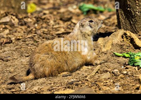 Black-tailed-Paririeshund (Cynomys ludovicianus) im Cotswold Wildlife Park and Gardens, Burford, Oxfordshire Stockfoto