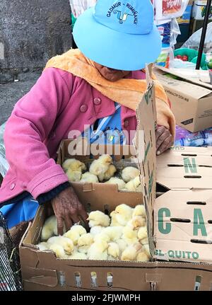 Frau, die Babyküken auf dem Markt in Quito, Ecuador, verkauft. Stockfoto