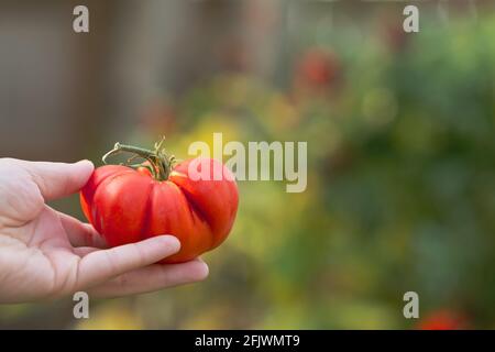 Reife, Rote Erbstück-Tomate Frisch Aus Dem Garten Des Hinterhofs Gepflückt Stockfoto