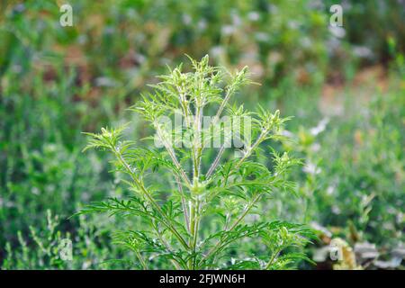 Blühende Ambrosia Büsche. Ragweed Pflanzenallergen, giftiges Wiesengras. Allergie gegen Ambrosia. Blühende Pollen artemisiifolia ist Gefahr Allergen Stockfoto