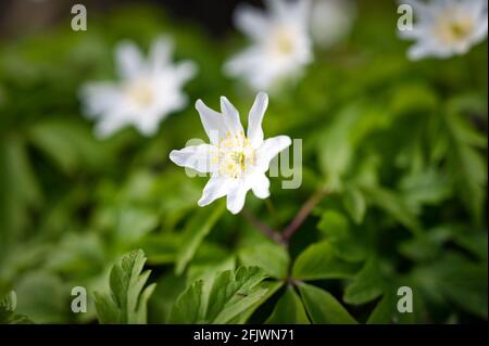 White Wood Anemone Wildblumen wachsen auf einem Waldboden In Irland Stockfoto