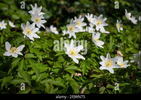 White Wood Anemone Wildblumen wachsen auf einem Waldboden In Irland Stockfoto