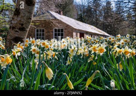 Garten mit Frühlingsnarzissen in Irland Stockfoto