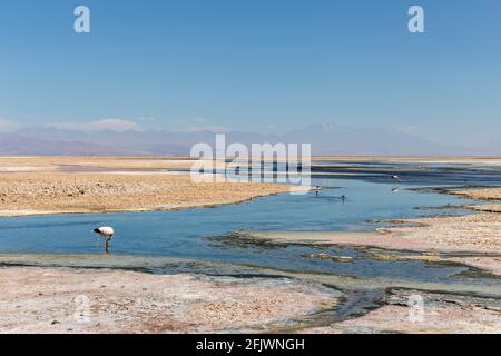 Wunderschöne Landschaft der Lagune von Chaxa mit Spiegelung der Umgebung und blauem Himmel im Salar von Atacama, Chile Stockfoto