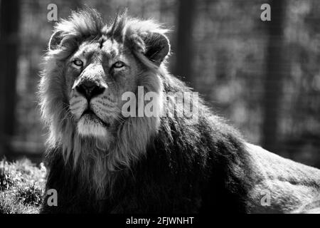 Männlicher asiatischer Löwe (Panthera leo persicus) im Cotswold Wildlife Park, Burford, Oxfordshire Stockfoto