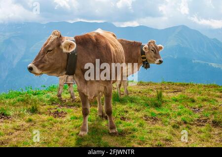 Lustiges Paar Schweizer Kühe auf der Alm schauend An verschiedenen Seiten Stockfoto