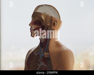 Pädagogisches, dreidimensionales Modell der inneren Struktur des menschlichen Körpers. Anatomie. Stockfoto