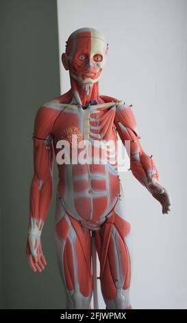 Pädagogisches, dreidimensionales Modell des menschlichen Muskelsystems. Die Muskeln des menschlichen Körpers. Stockfoto