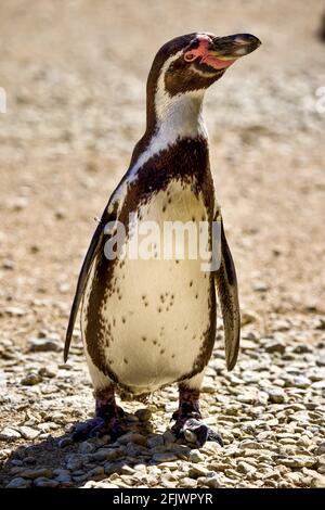 Humboldt-Pinguin (Spheniscus humboldti) im Cotswold Wildlife Park, Burford, Oxfordshire Stockfoto