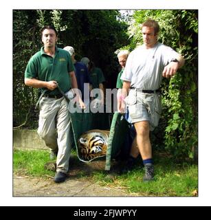 Zwei sibirische Tiger, Cuddles und Devoshka wurden heute im Howletts Wild Animal Park bei Canterbury angestochen und in die Kiste gekappt, um im Rahmen eines Zuchtbildtisches program.see in den Lion and Rino Park in Südafrika geflogen zu werden.zur Pressemitteilung Bild David Sandison 21/8/2002 Stockfoto